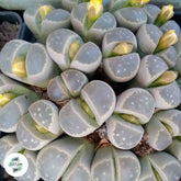 Lithops olivaceae C109 / 40 seeds (Living Stones)
